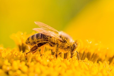 Honey Bee Covered With Pollen